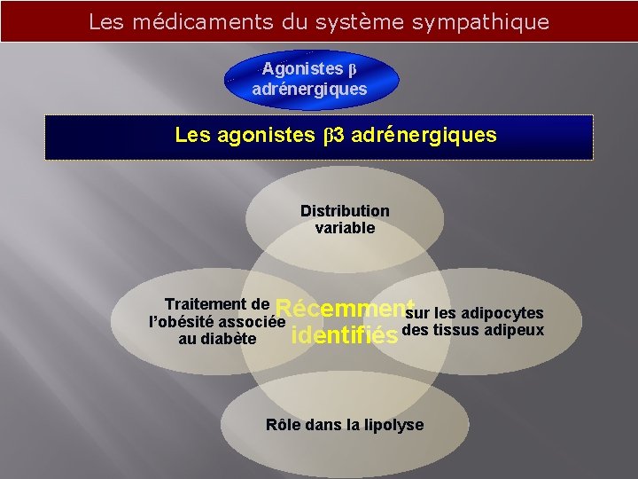 Les médicaments du système sympathique Agonistes β adrénergiques Les agonistes β 3 adrénergiques Distribution