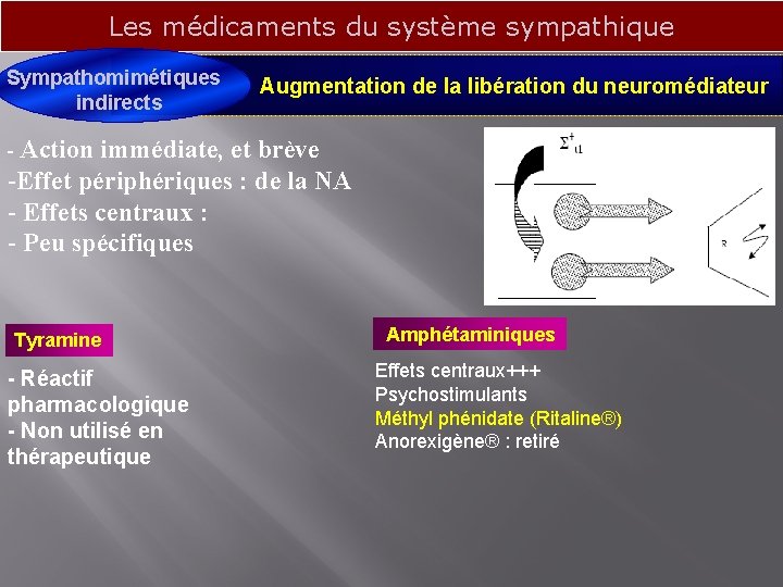Les médicaments du système sympathique Sympathomimétiques Augmentation de la libération du neuromédiateur indirects -