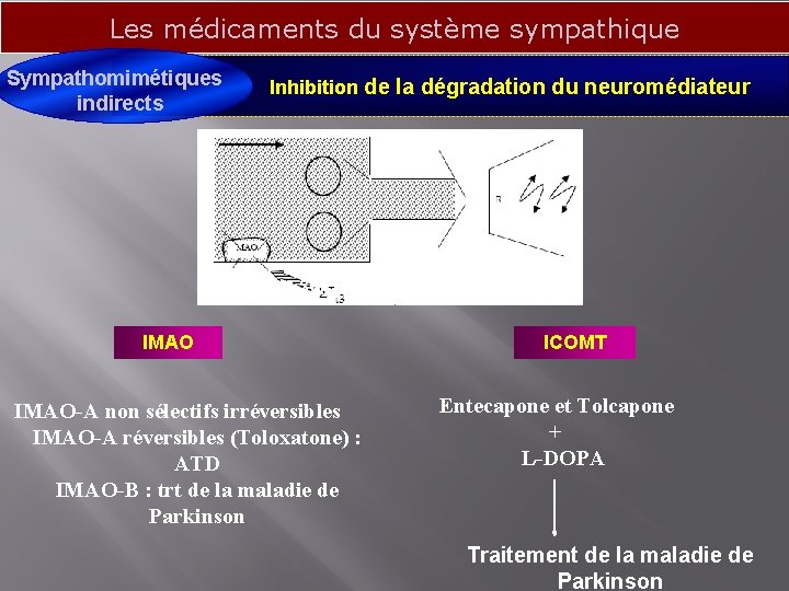 Les médicaments du système sympathique Sympathomimétiques Inhibition de la dégradation du neuromédiateur indirects IMAO