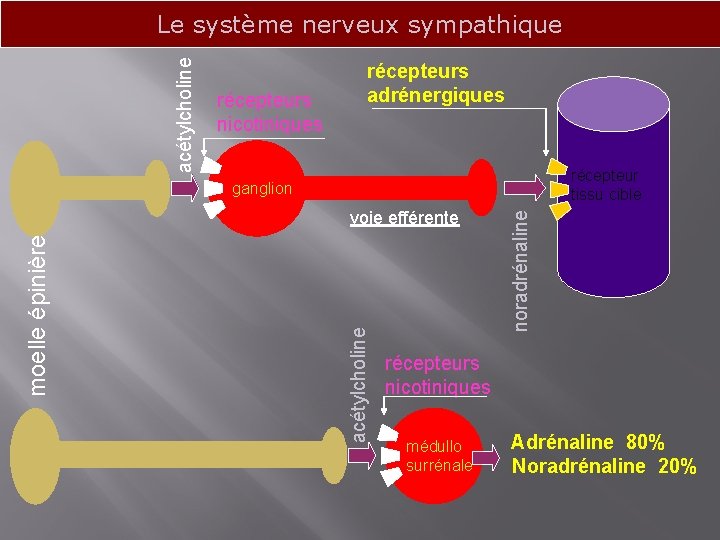 acétylcholine Le système nerveux sympathique récepteurs nicotiniques récepteurs adrénergiques récepteur tissu cible acétylcholine moelle