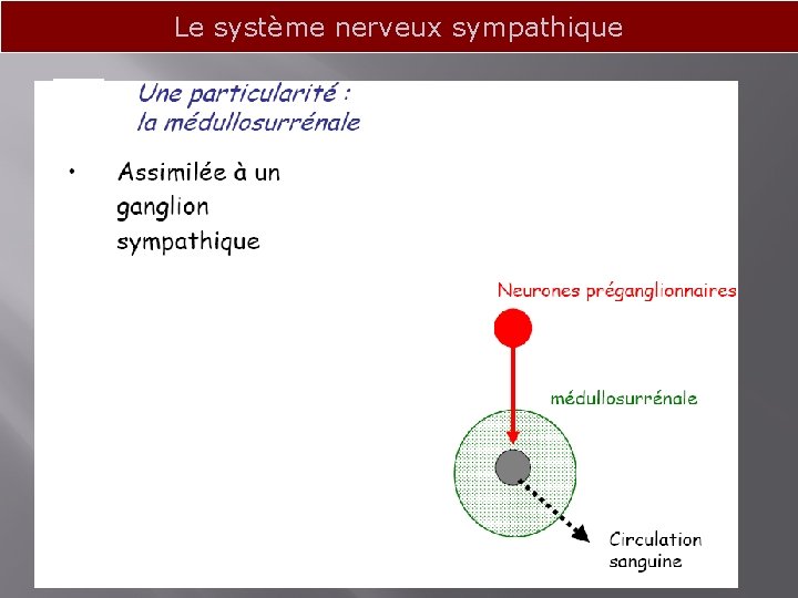 Le système nerveux sympathique 