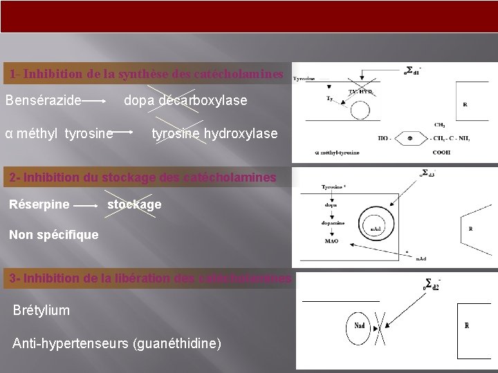 1 - Inhibition de la synthèse des catécholamines Bensérazide α méthyl tyrosine dopa décarboxylase