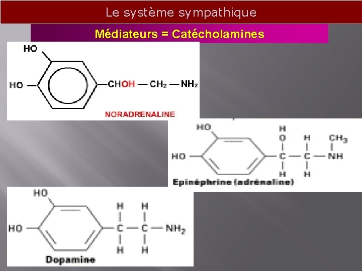 Le système sympathique Médiateurs = Catécholamines 