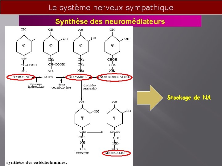 Le système nerveux sympathique Synthèse des neuromédiateurs Stockage de NA 