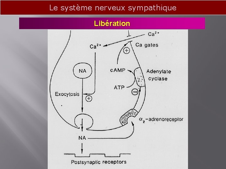 Le système nerveux sympathique Libération 