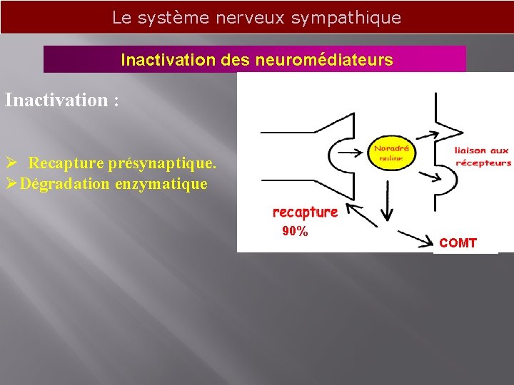 Le système nerveux sympathique Inactivation des neuromédiateurs Inactivation : Ø Recapture présynaptique. ØDégradation enzymatique