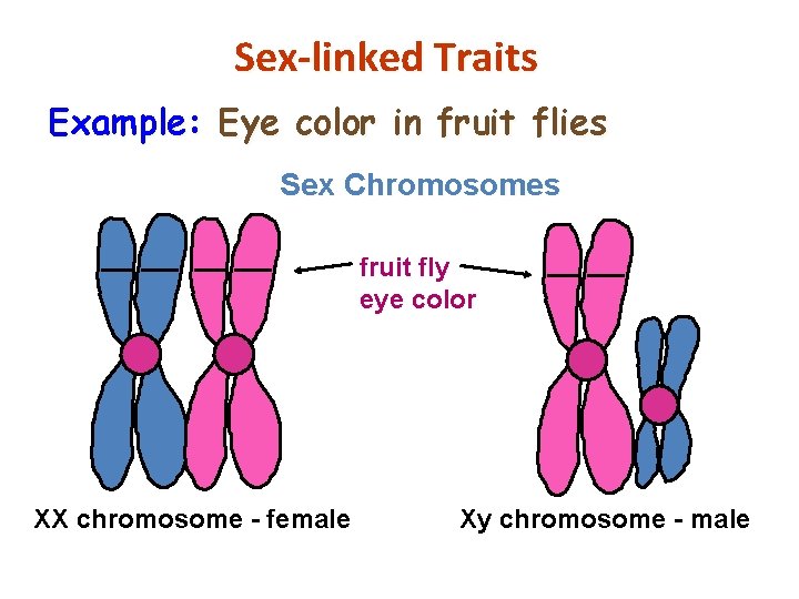 Sex-linked Traits Example: Eye color in fruit flies Sex Chromosomes fruit fly eye color