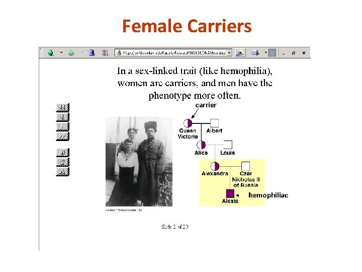 Female Carriers 
