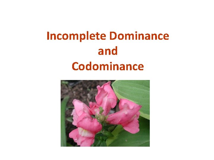 Incomplete Dominance and Codominance 