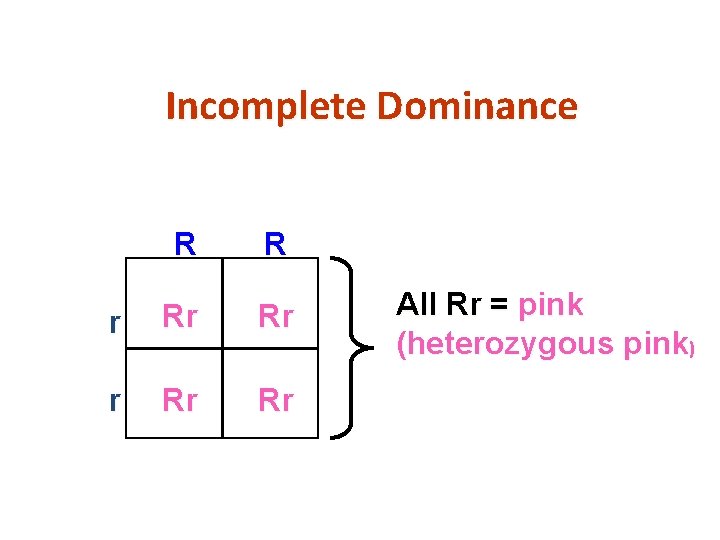 Incomplete Dominance R R r Rr Rr All Rr = pink (heterozygous pink) 