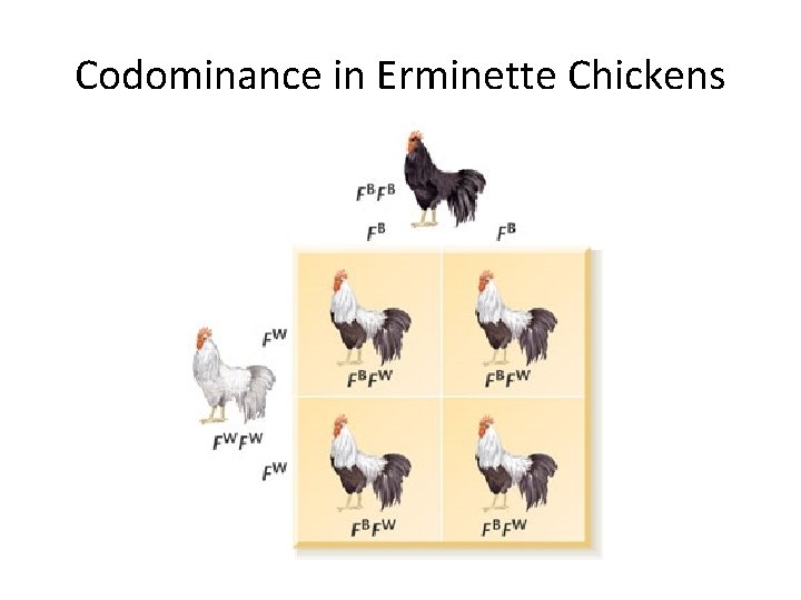 Codominance in Erminette Chickens 