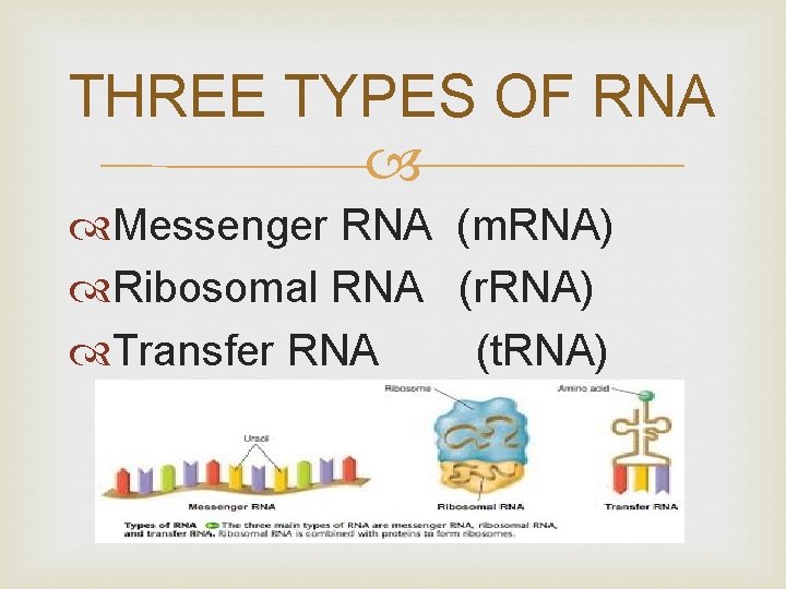 THREE TYPES OF RNA Messenger RNA (m. RNA) Ribosomal RNA (r. RNA) Transfer RNA