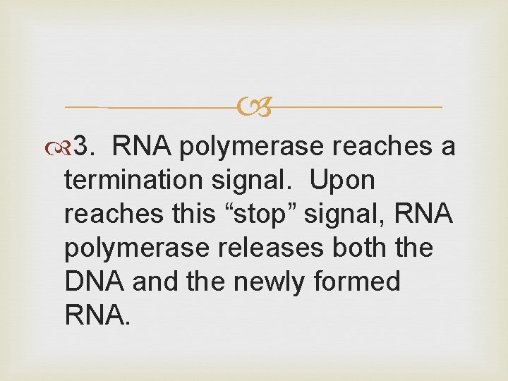  3. RNA polymerase reaches a termination signal. Upon reaches this “stop” signal, RNA