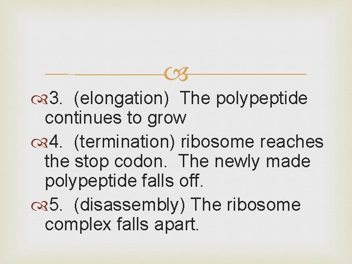  3. (elongation) The polypeptide continues to grow 4. (termination) ribosome reaches the stop