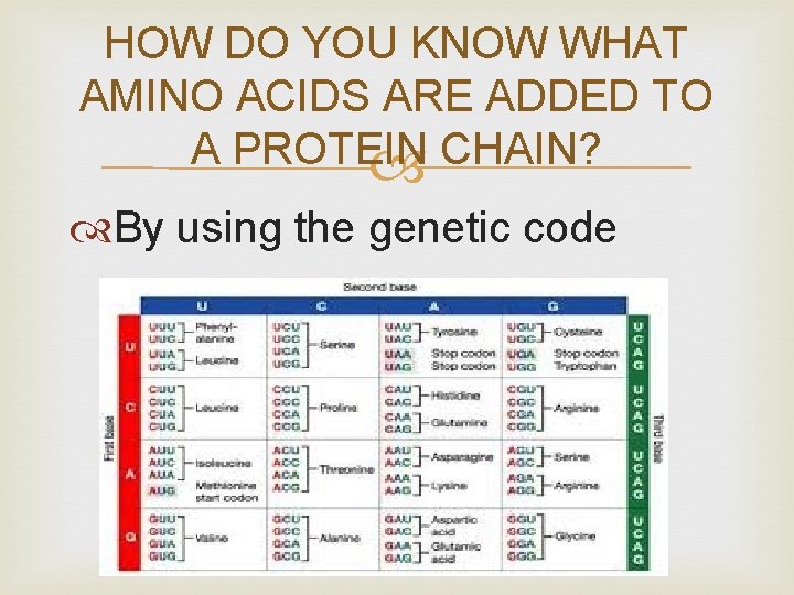 HOW DO YOU KNOW WHAT AMINO ACIDS ARE ADDED TO A PROTEIN CHAIN? By