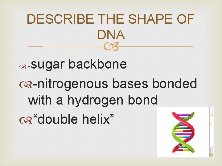 DESCRIBE THE SHAPE OF DNA sugar backbone -nitrogenous bases bonded with a hydrogen bond