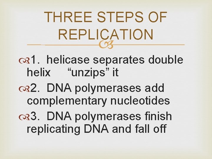 THREE STEPS OF REPLICATION 1. helicase separates double helix “unzips” it 2. DNA polymerases
