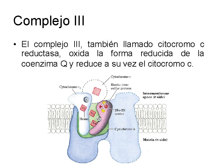 Complejo III • El complejo III, también llamado citocromo c reductasa, oxida la forma