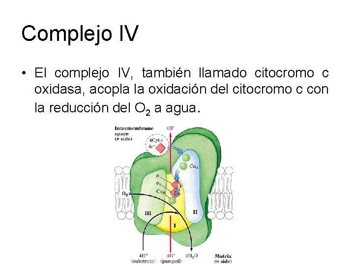 Complejo IV • El complejo IV, también llamado citocromo c oxidasa, acopla la oxidación