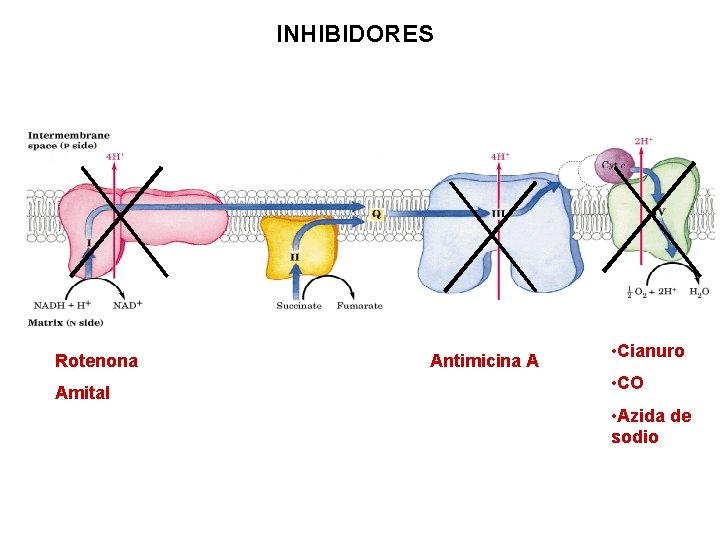 INHIBIDORES Rotenona Amital Antimicina A • Cianuro • CO • Azida de sodio 