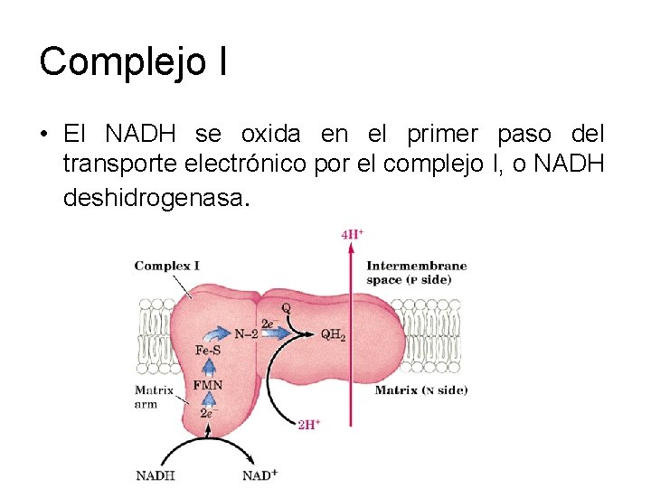 Complejo I • El NADH se oxida en el primer paso del transporte electrónico