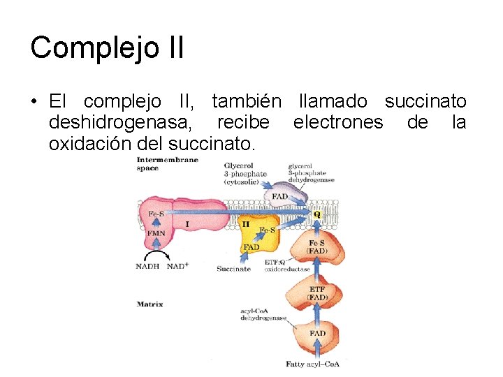 Complejo II • El complejo II, también llamado succinato deshidrogenasa, recibe electrones de la