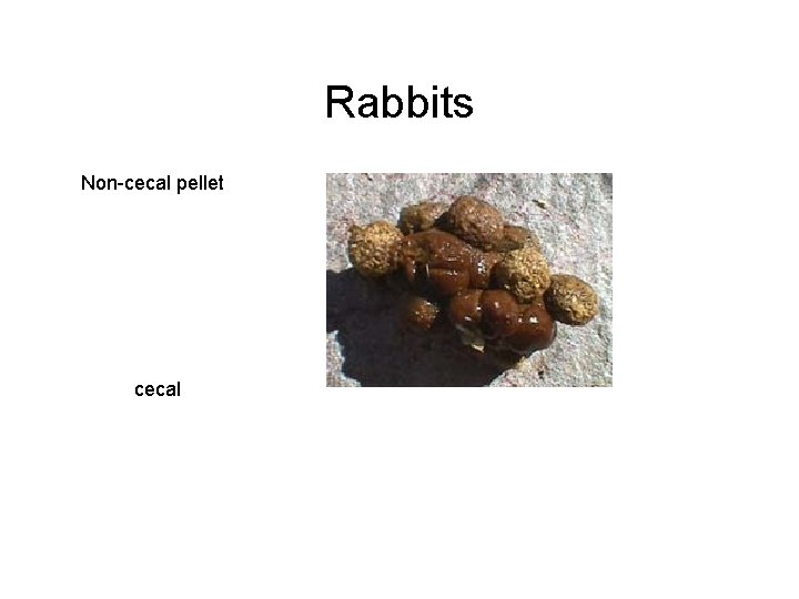 Rabbits Non-cecal pellet cecal 