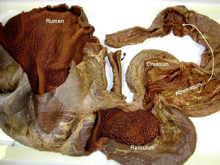 Rumen e Omasum m su ma Abo Reticulum 