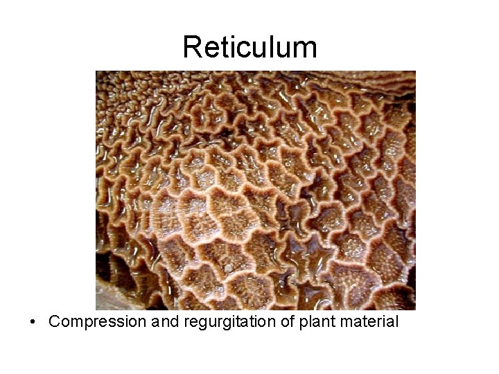 Reticulum • Compression and regurgitation of plant material 