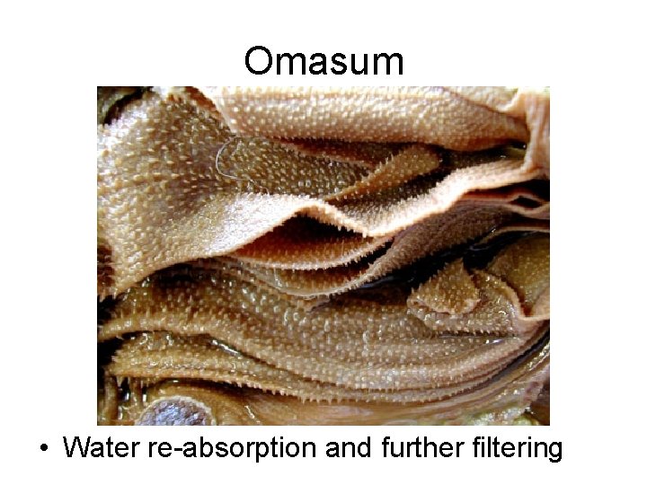 Omasum • Water re-absorption and further filtering 