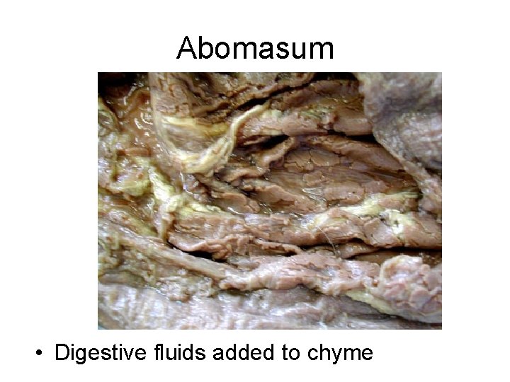 Abomasum • Digestive fluids added to chyme 