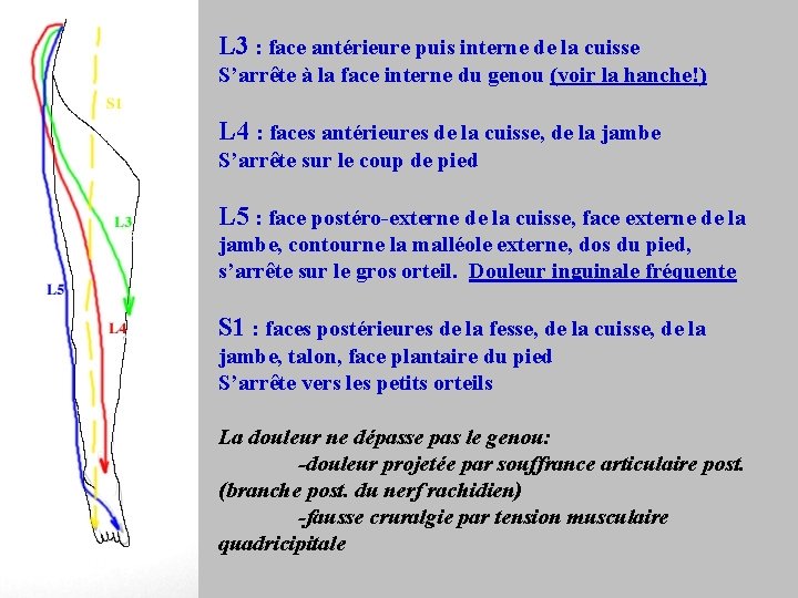 L 3 : face antérieure puis interne de la cuisse S’arrête à la face