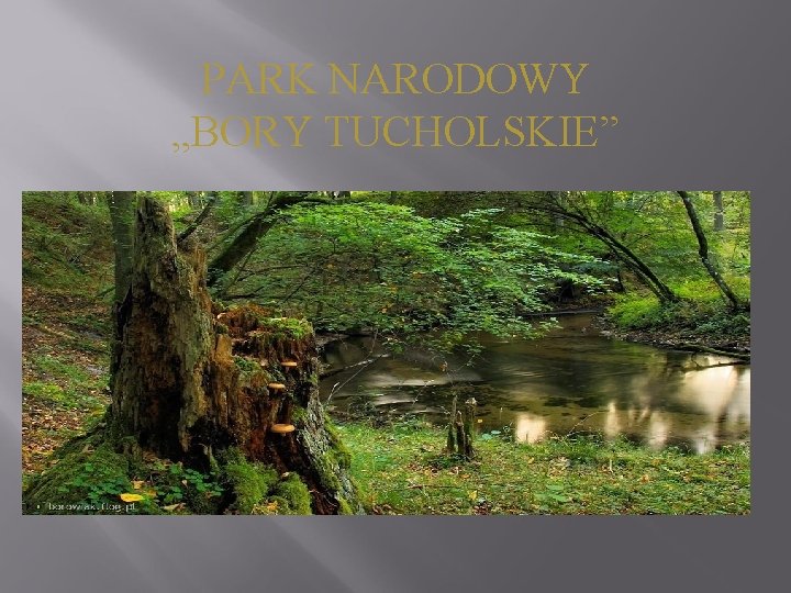 PARK NARODOWY „BORY TUCHOLSKIE” 