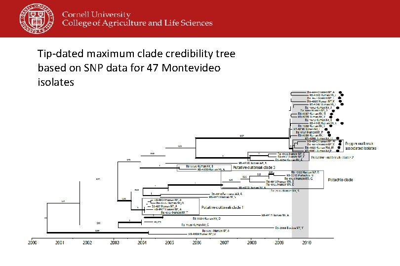 Tip-dated maximum clade credibility tree based on SNP data for 47 Montevideo isolates 