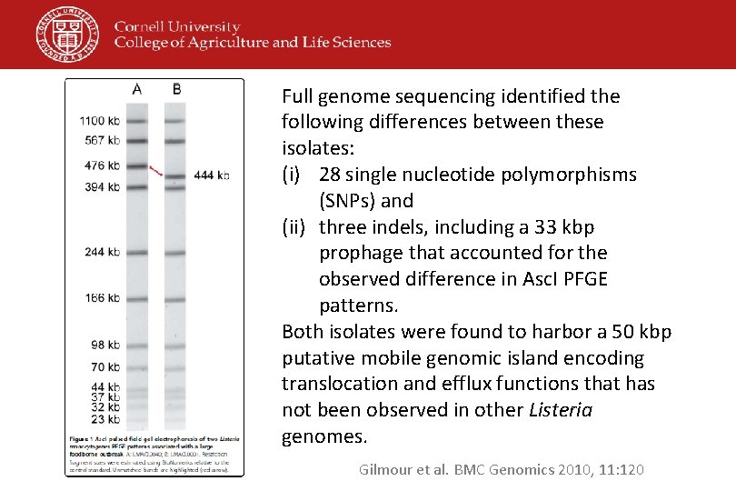 Full genome sequencing identified the following differences between these isolates: (i) 28 single nucleotide