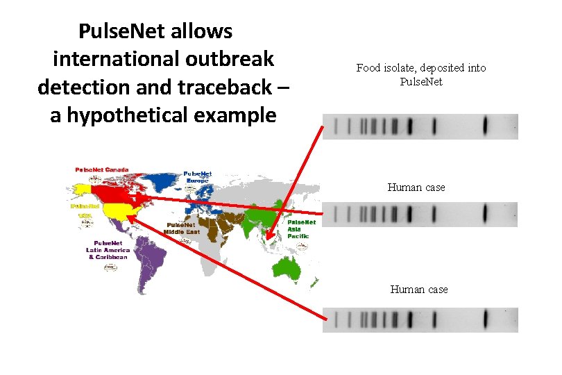 Pulse. Net allows international outbreak detection and traceback – a hypothetical example Food isolate,