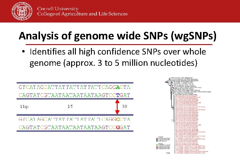 Analysis of genome wide SNPs (wg. SNPs) • Identifies all high confidence SNPs over