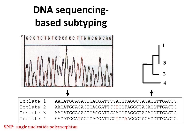 DNA sequencingbased subtyping 1 3 2 4 Isolate 1 2 3 4 AACATGCAGACTGACGATTCGACGTAGGCTAGACGTTGACTG AACATGCAGACTGACGATTCGTCGTAGGCTAGACGTTGACTG