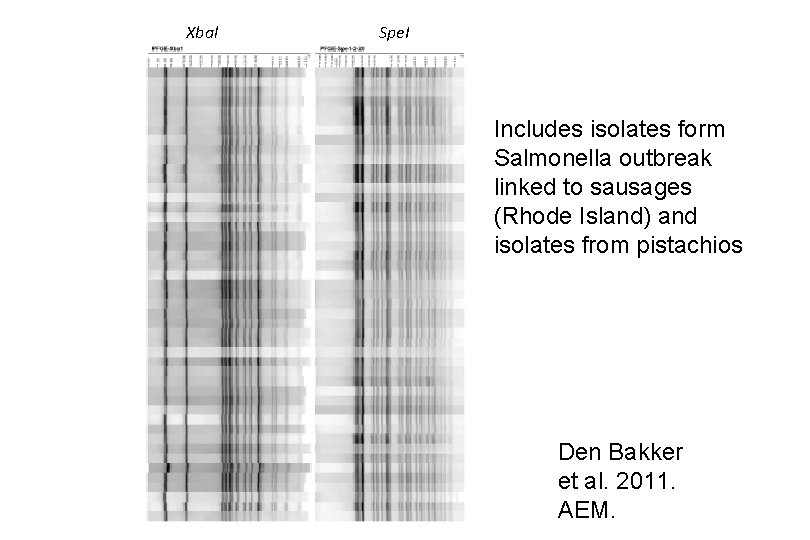 Xbal Spe. I Includes isolates form Salmonella outbreak linked to sausages (Rhode Island) and