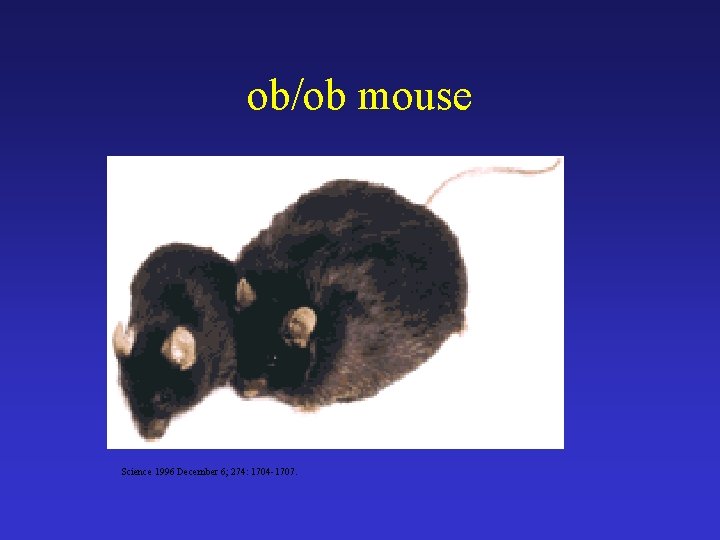 ob/ob mouse Science 1996 December 6; 274: 1704 -1707. 