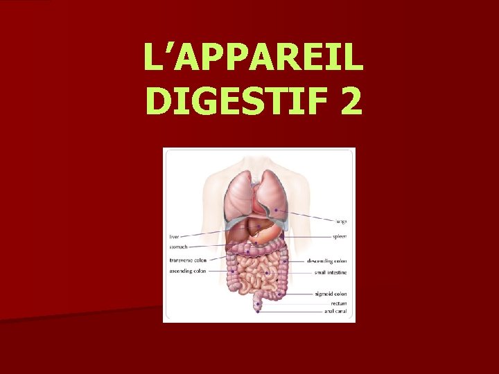 L’APPAREIL DIGESTIF 2 