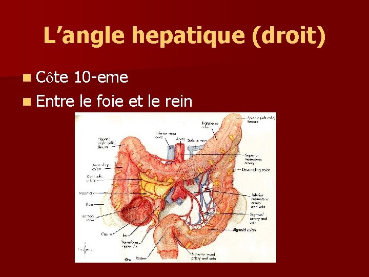 L’angle hepatique (droit) n Côte 10 -eme n Entre le foie et le rein