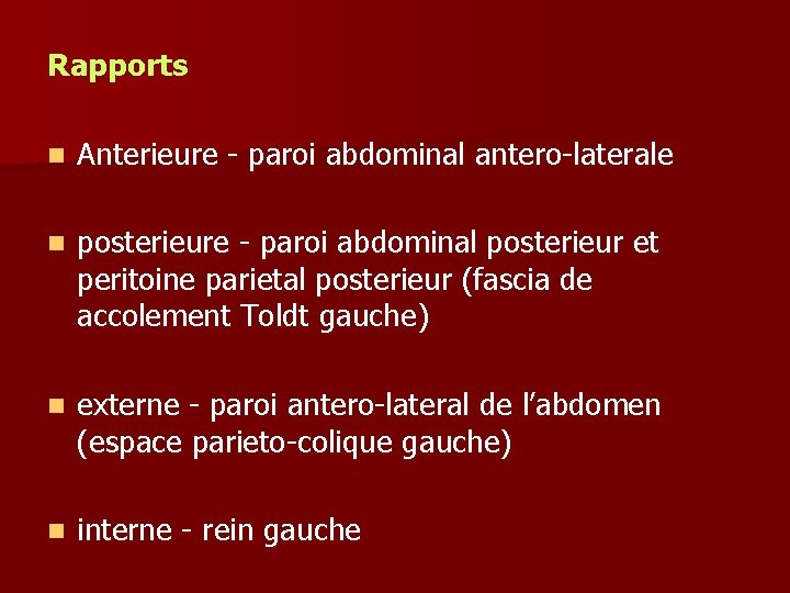 Rapports n Anterieure - paroi abdominal antero-laterale n posterieure - paroi abdominal posterieur et