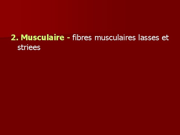 2. Musculaire - fibres musculaires lasses et striees 