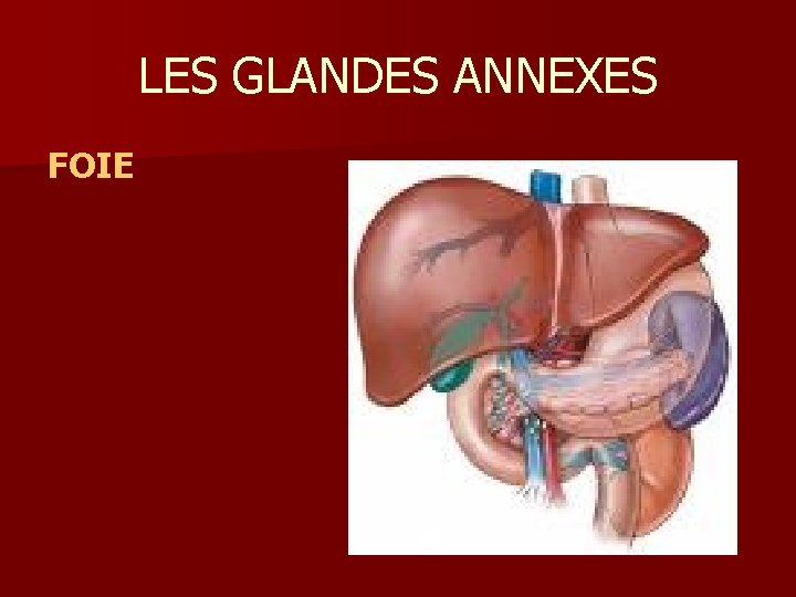 LES GLANDES ANNEXES F OI E 