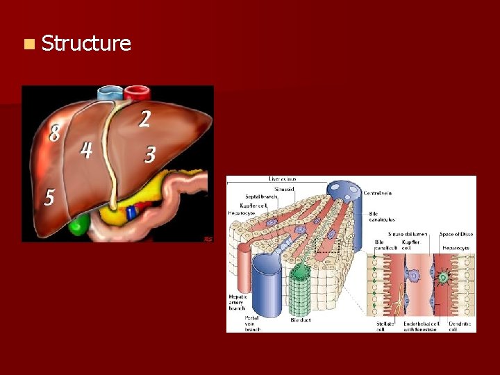 n Structure 