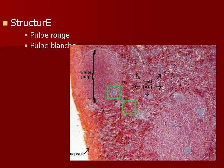 n Structur. E § Pulpe rouge § Pulpe blanche 