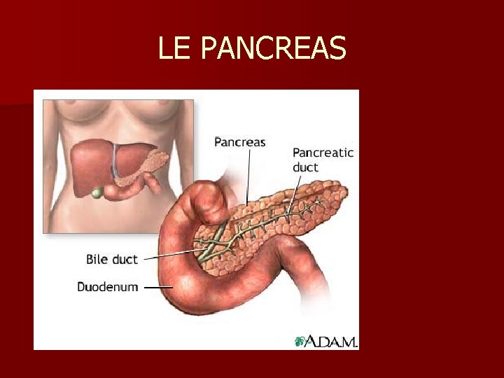 LE PANCREAS 