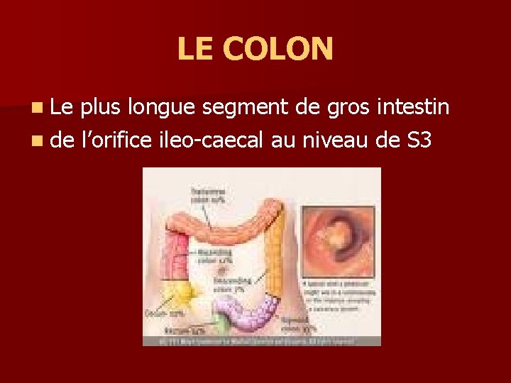 LE COLON n Le plus longue segment de gros intestin n de l’orifice ileo-caecal