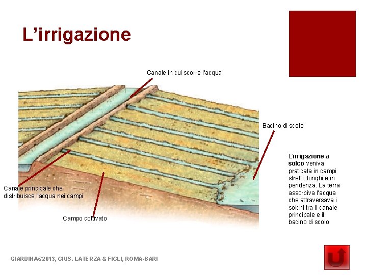 L’irrigazione Canale in cui scorre l’acqua Bacino di scolo Canale principale che distribuisce l’acqua L’irrigazione Canale in cui scorre l’acqua Bacino di scolo Canale principale che distribuisce l’acqua